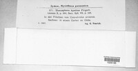 Thecaphora capsularum image